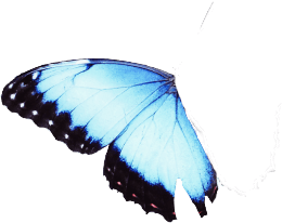 butterfly wing left