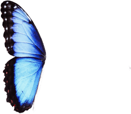 butterfly wing left