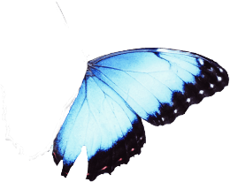 butterfly wing right