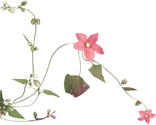 Flower vine left