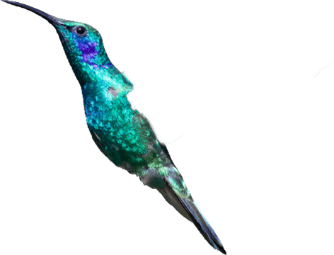 hummingbird body