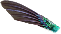 hummingbird back wing